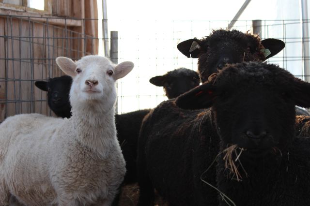 Happy sheep.