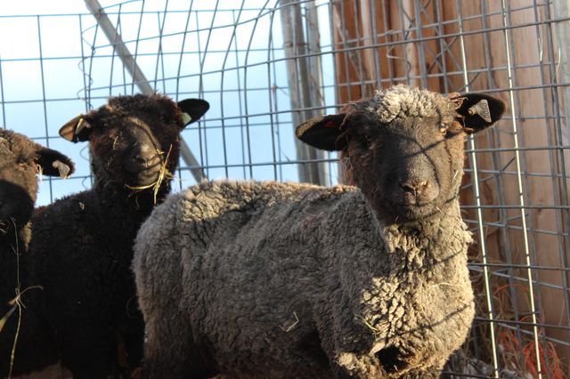 Yes, more cute sheep photos. As a break from the Cute Kitten Photos.