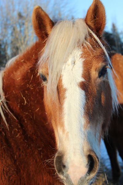 Happy horses, too.