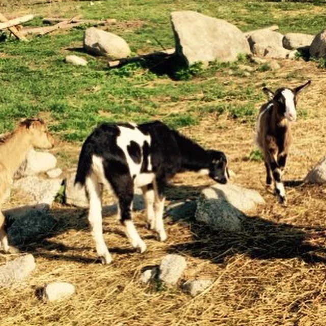Baby goats