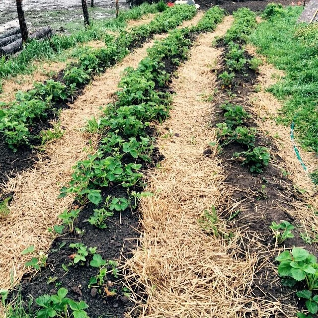 Strawberry fields...forever