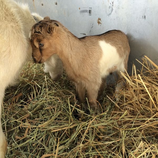 Little baby goat!