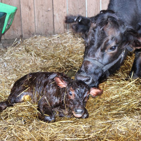 Esmerelda, just born to Josie.
