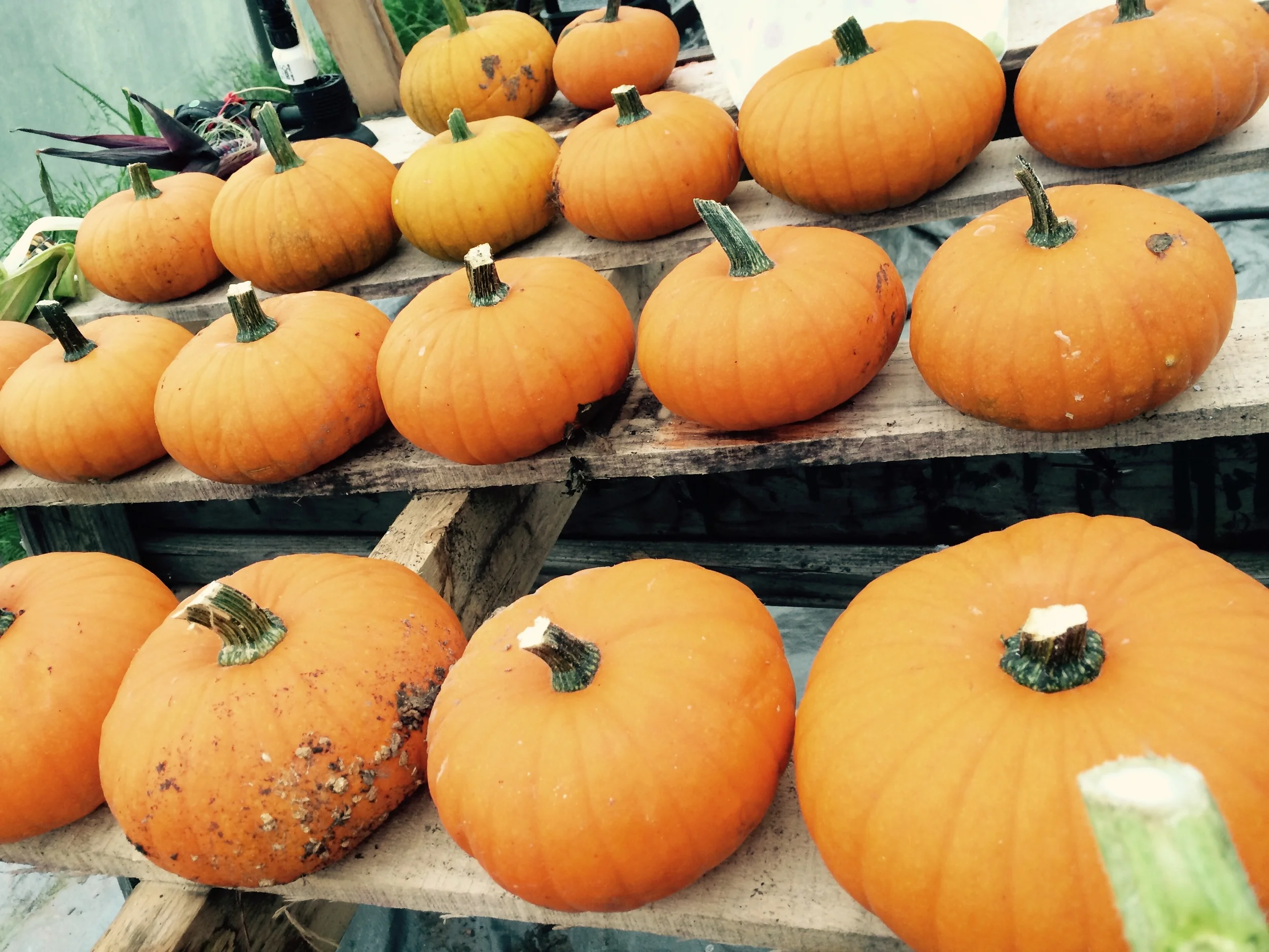 Pie pumpkins in the greenhouse
