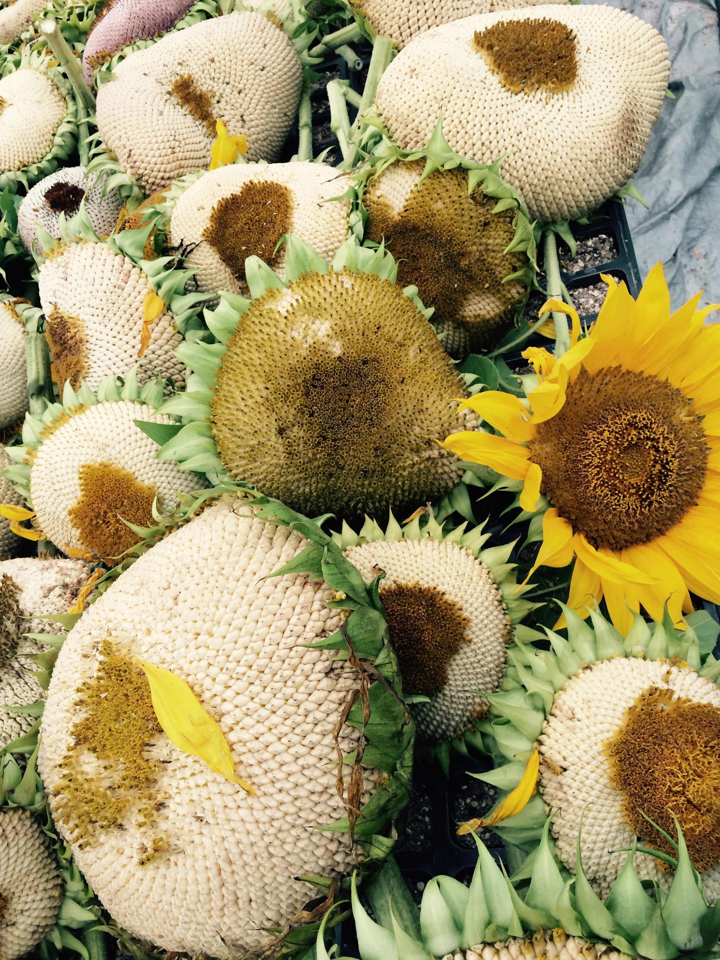 Sunflower heads