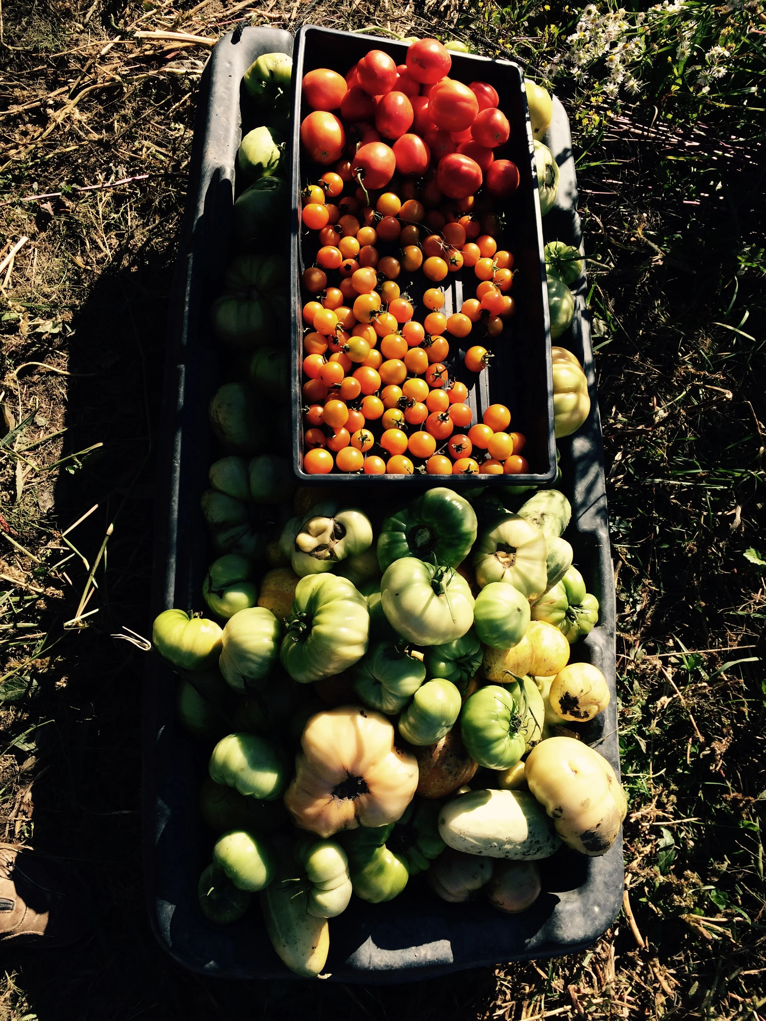 Green tomatoes headed to become Fried Green Tomatoes!