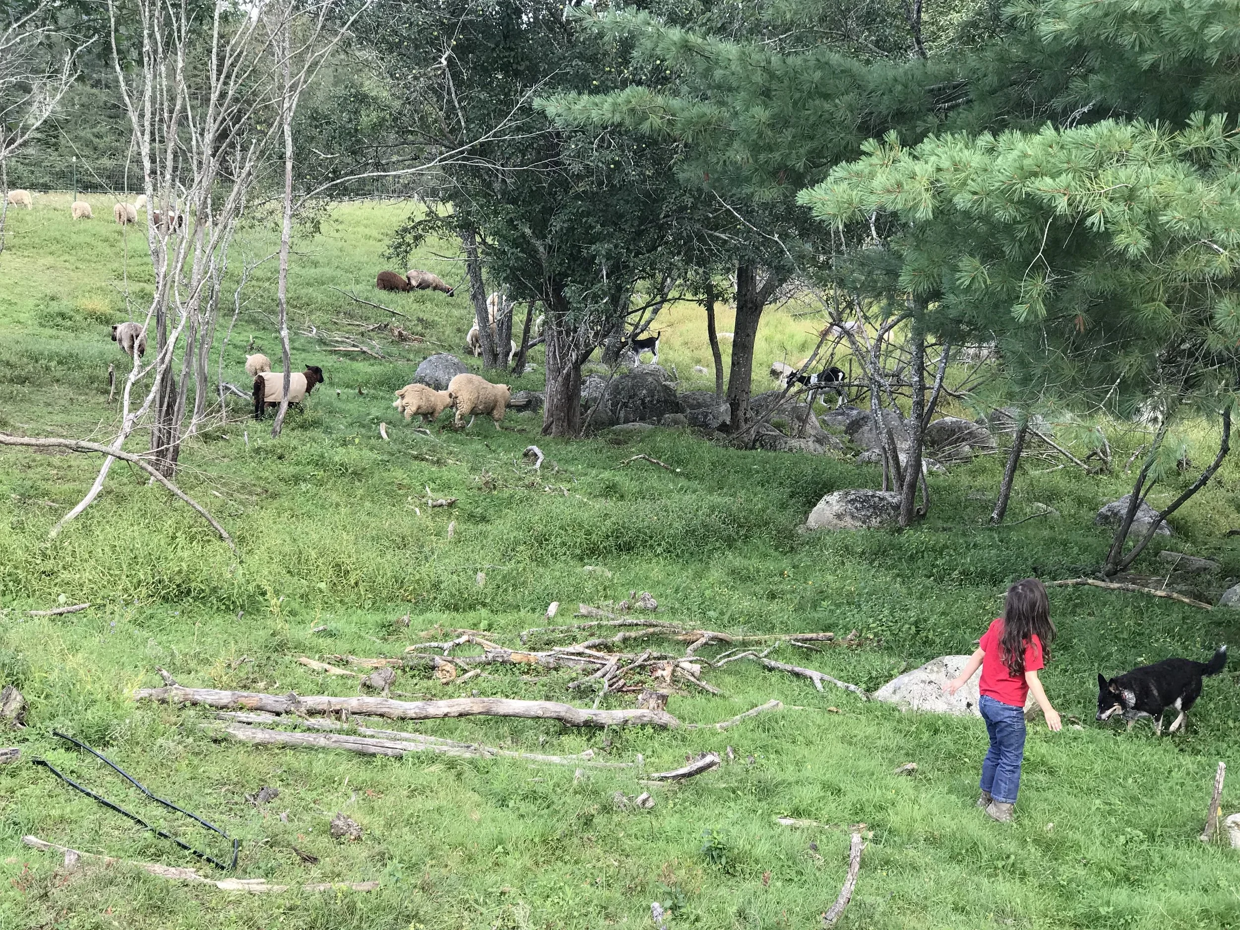 Pippa the Sheep-herder with Mollie