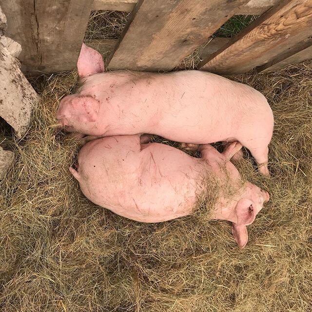 They are actually snoring. Pigs.