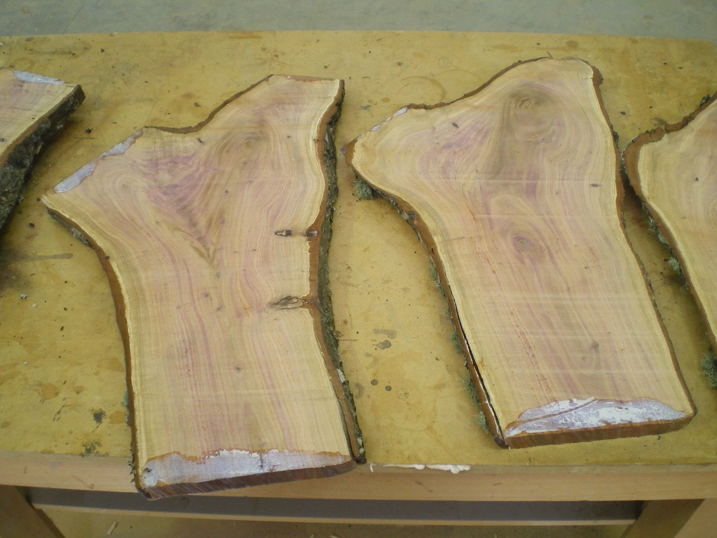 Plumwood3 copy.jpg