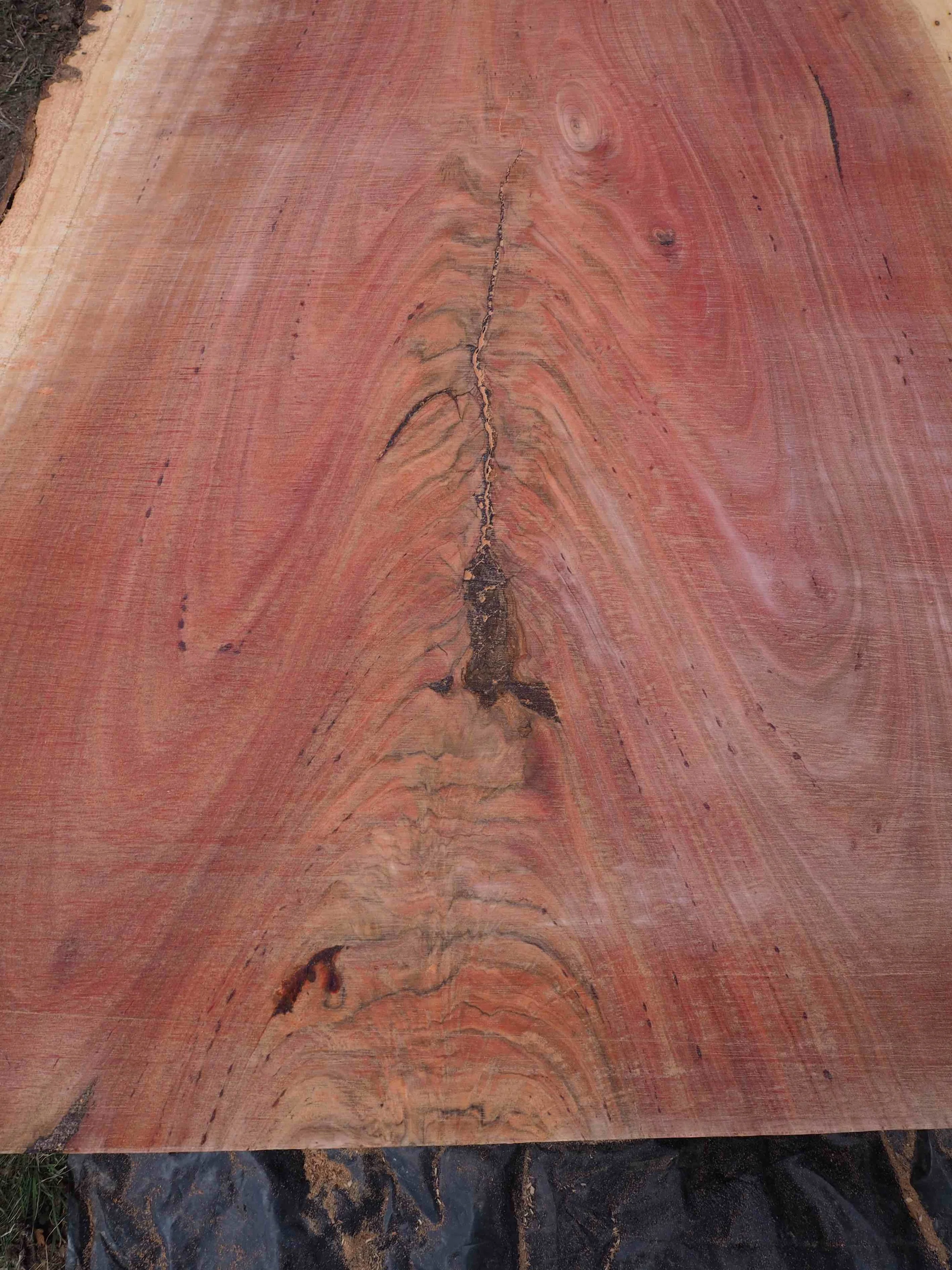 Red Gum1 copy.jpg