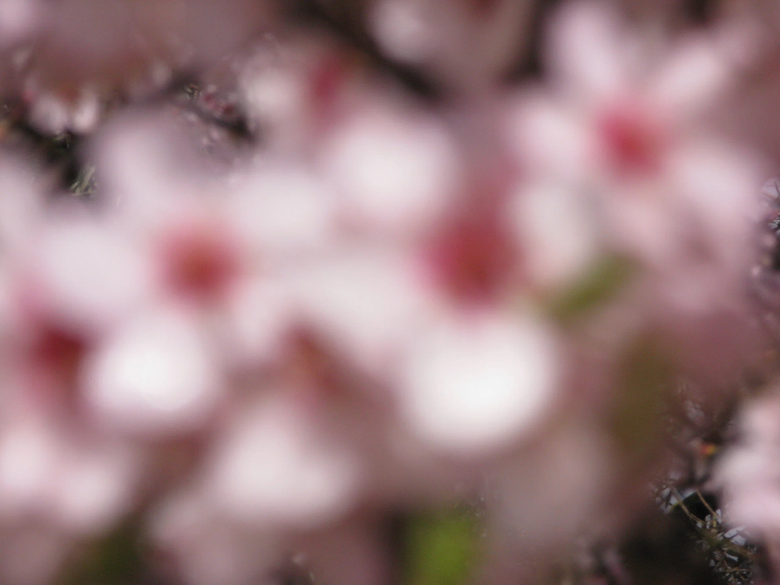 Meditating on the Ten Lost Tribes