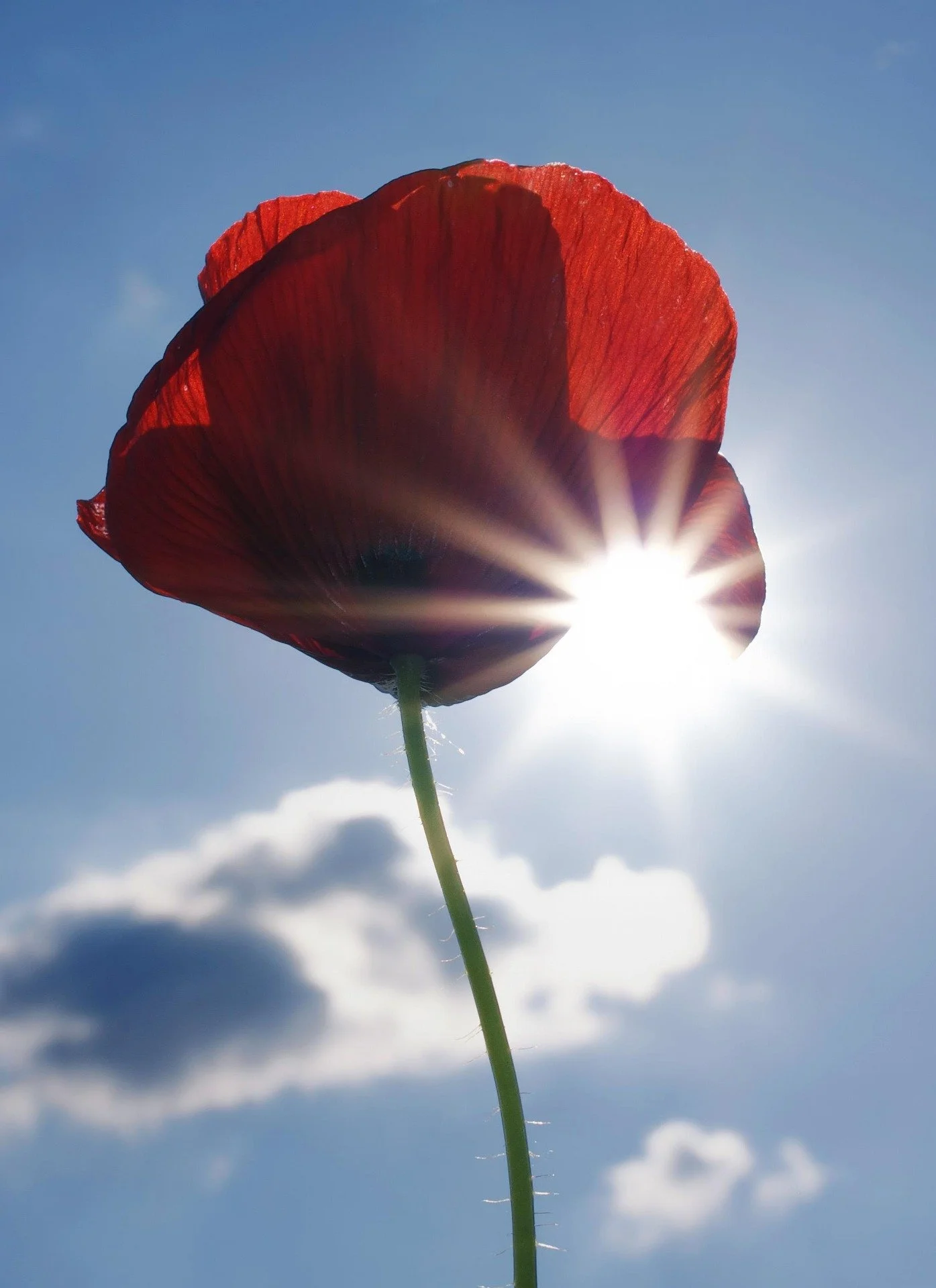 Remembering the Radiance:  A Summer Solstice Journey Meditation