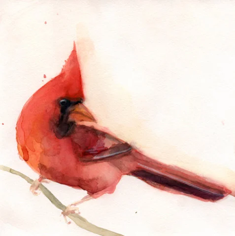 CardinalV_Watercolor_HollyWach.jpg