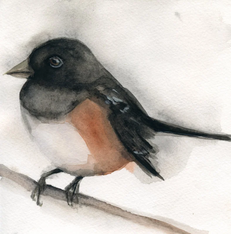EasternTowhee_Watercolor_HollyWach.jpg