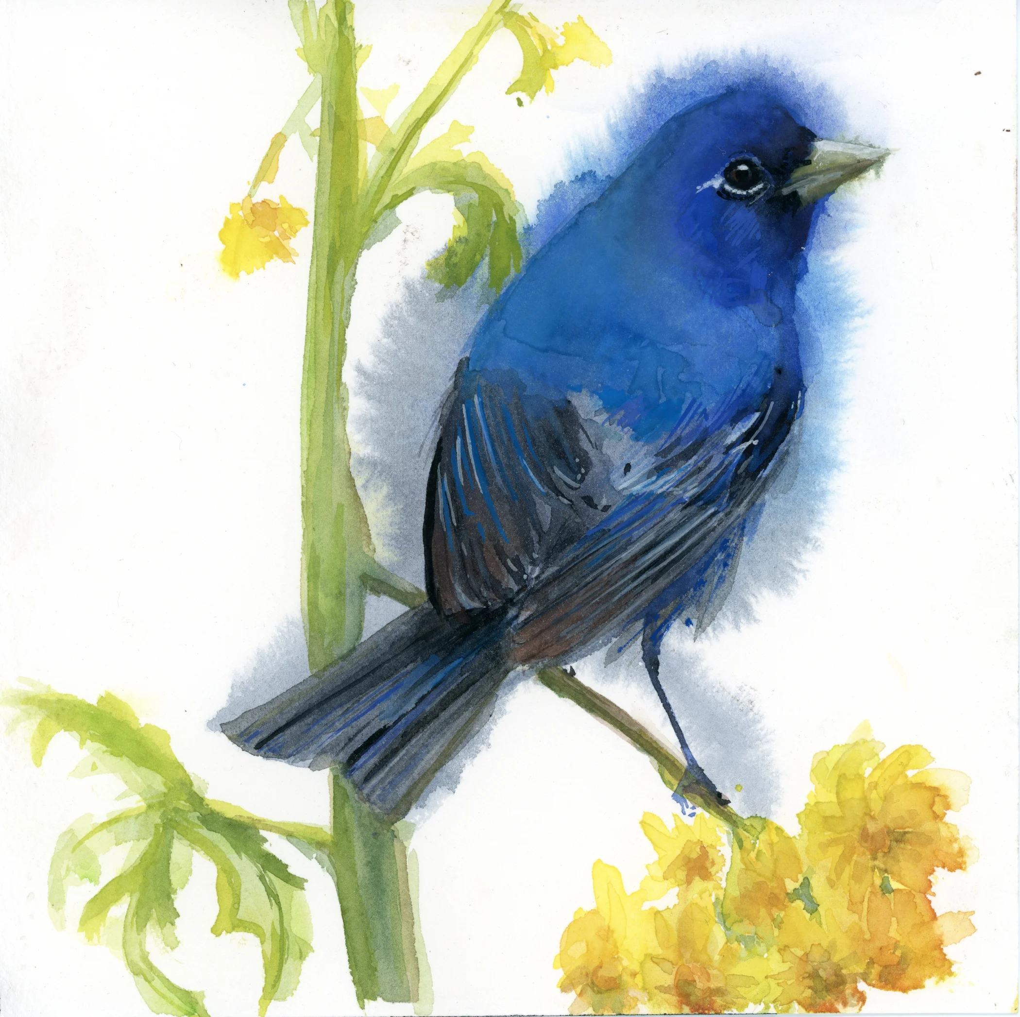 IndigoBunting_Watercolor_HollyWach_19033.jpg