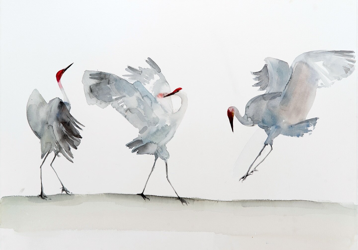 Sometimes all the forces come together. The perfect moment to paint, a lifetime of study and practice and the most inspiring subjects. These dancing cranes lift my spirits and I hope they do yours this fine Monday. 
.
.
.
.
.
#hollywachart #insplosio