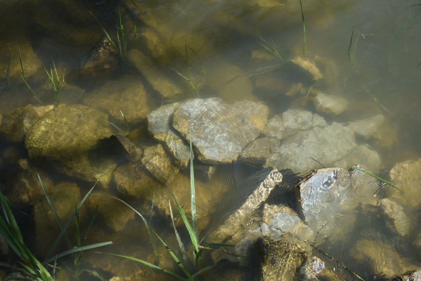 DSC_3084.jpg