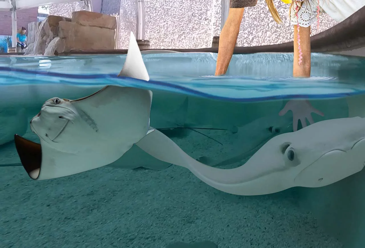 Stingray.jpg