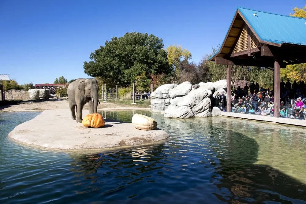 Toyota Elephant Passage