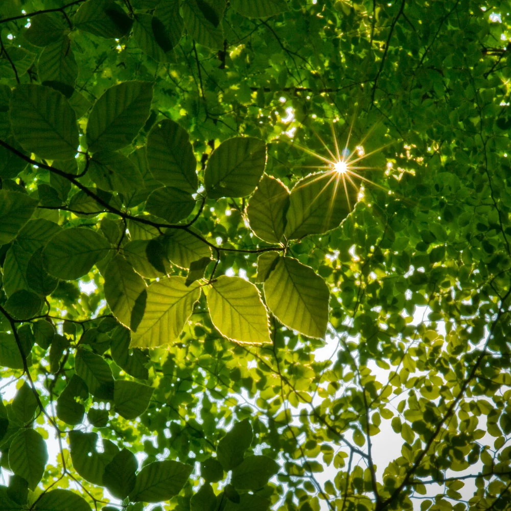 sunlight.jpg