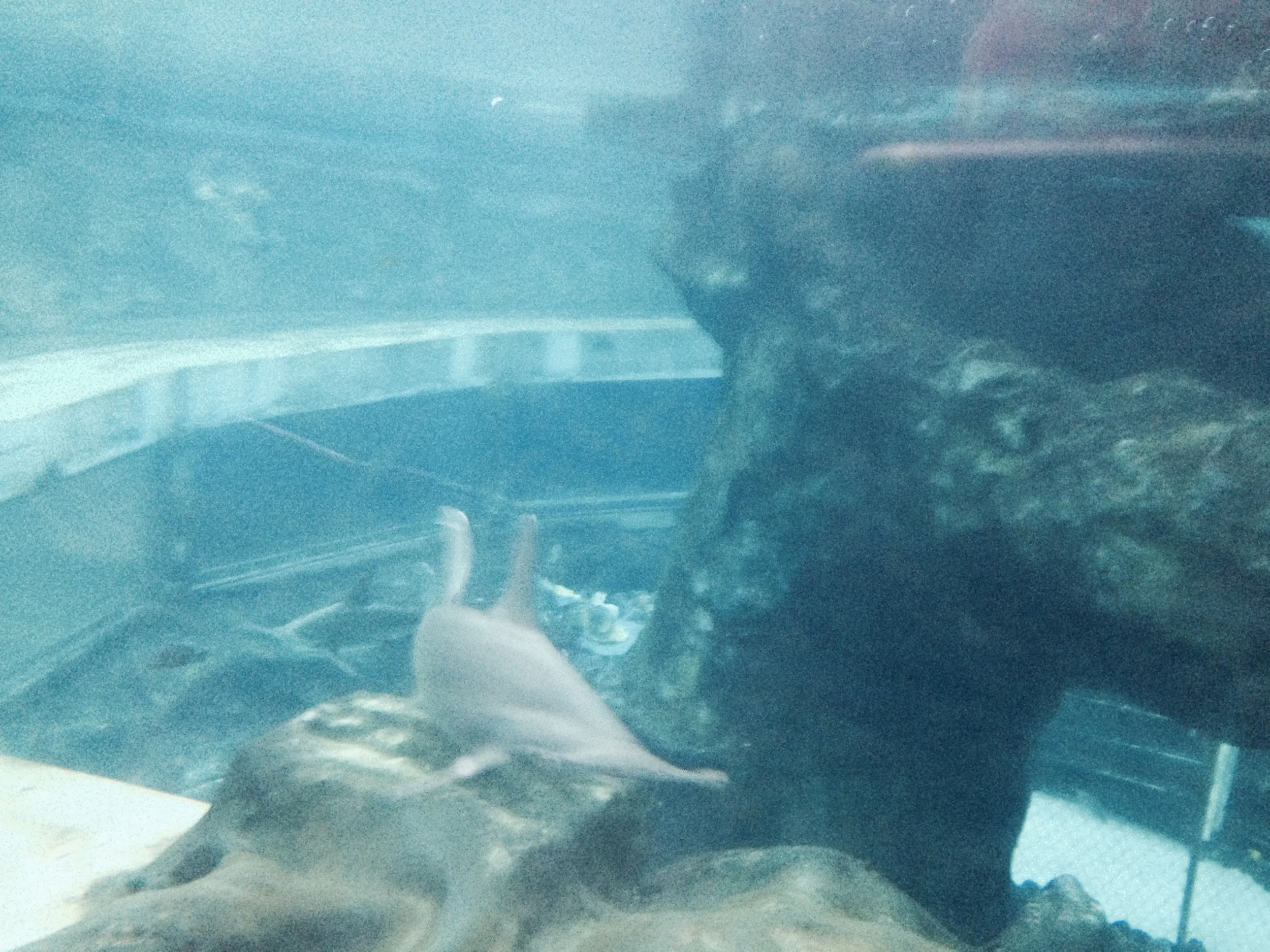 sea-life-park-shark