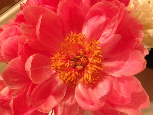 jw marriott ihilani koolina wedding.jpg