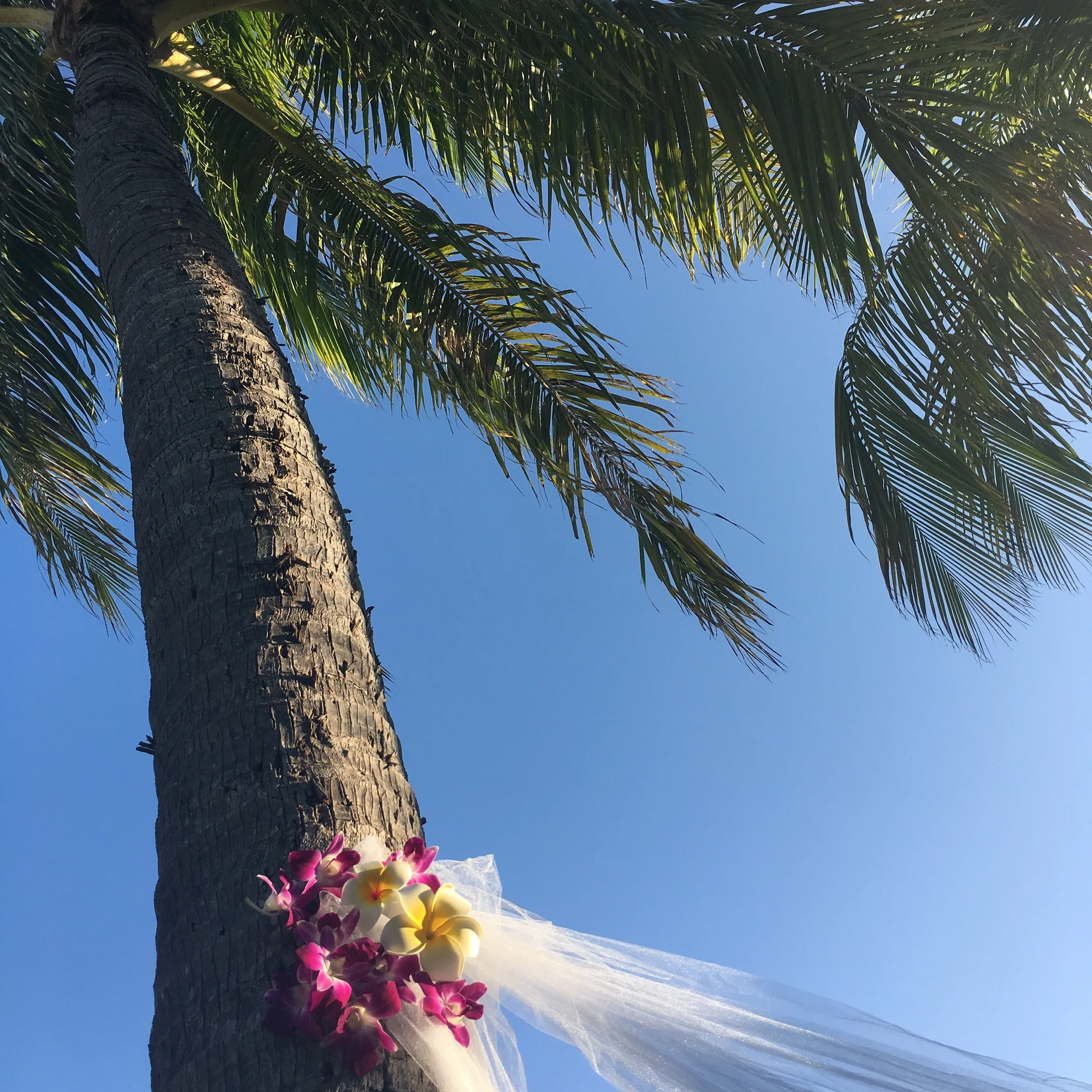 flower arch coconut tree