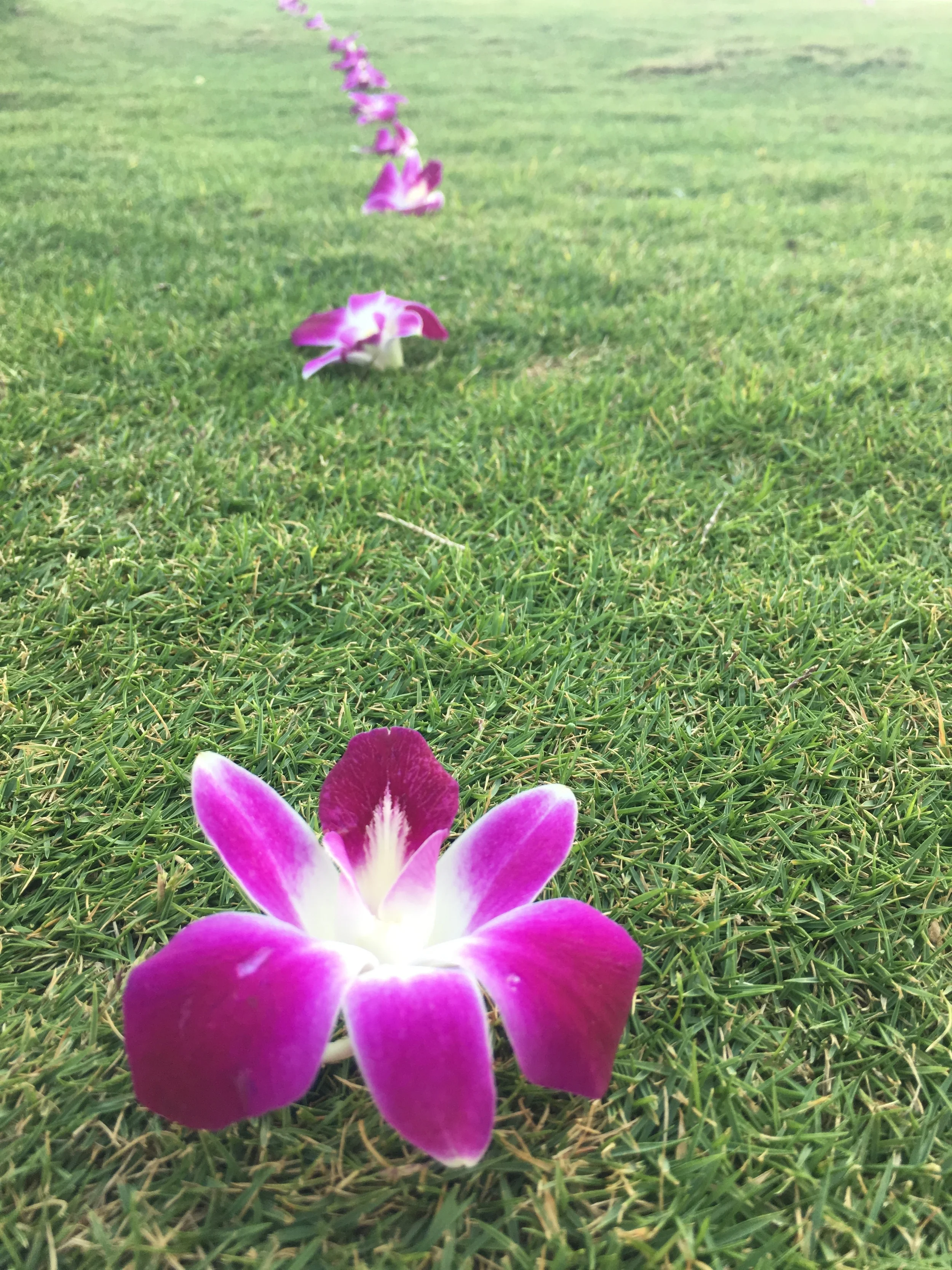 Orchid flower aisle - $50