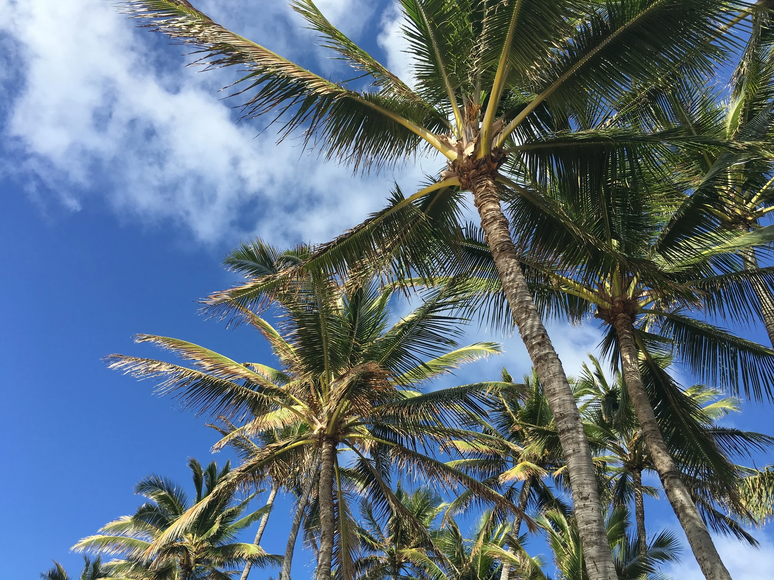 Hawaii-Coconut-Trees
