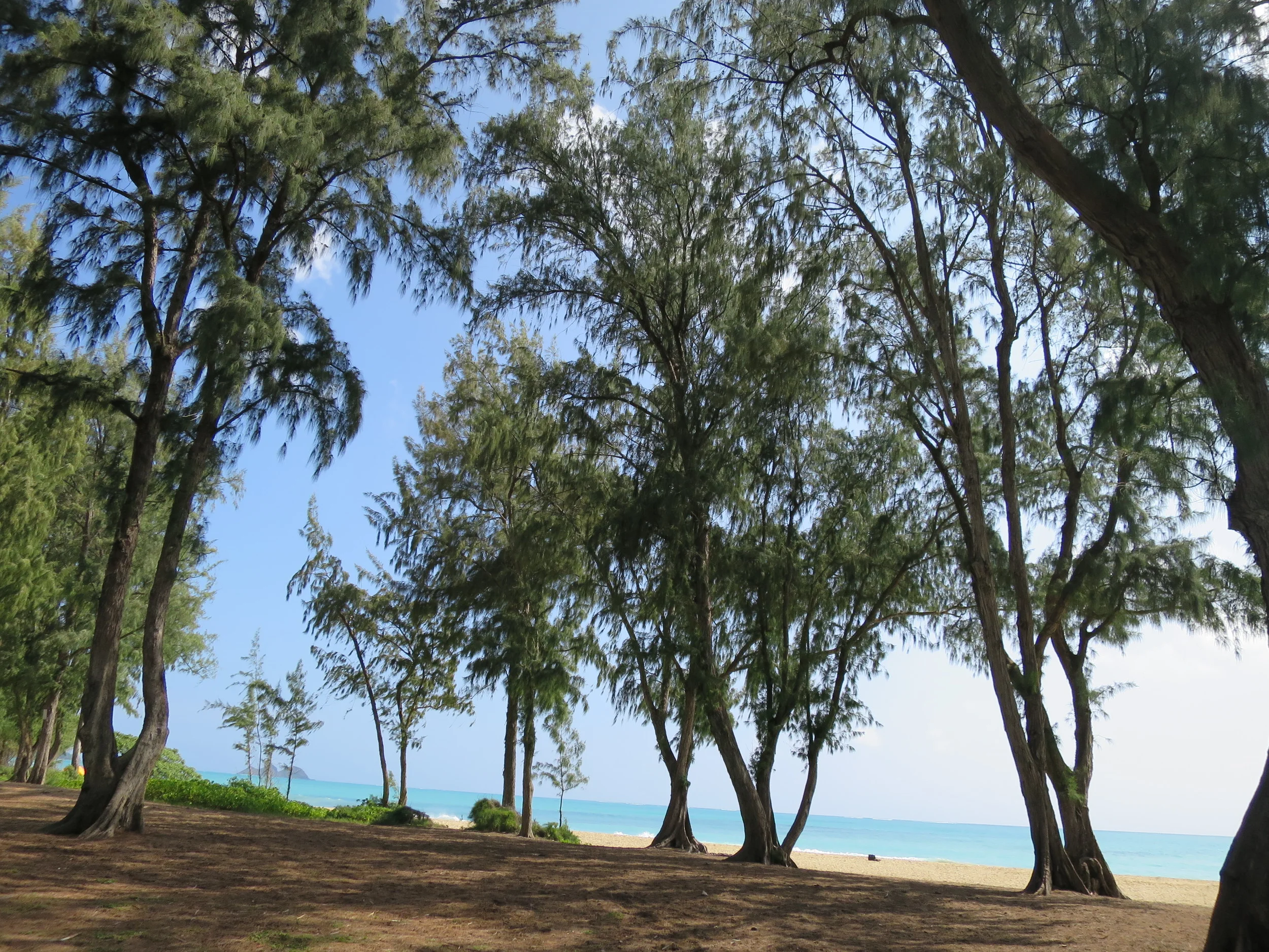 sherwood-forrest-hawaii