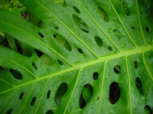 a_large_broad_green_leaf_of_a_hawaiian_plant_with_small_holes_0001-0304-2101-0610_SMU.jpg