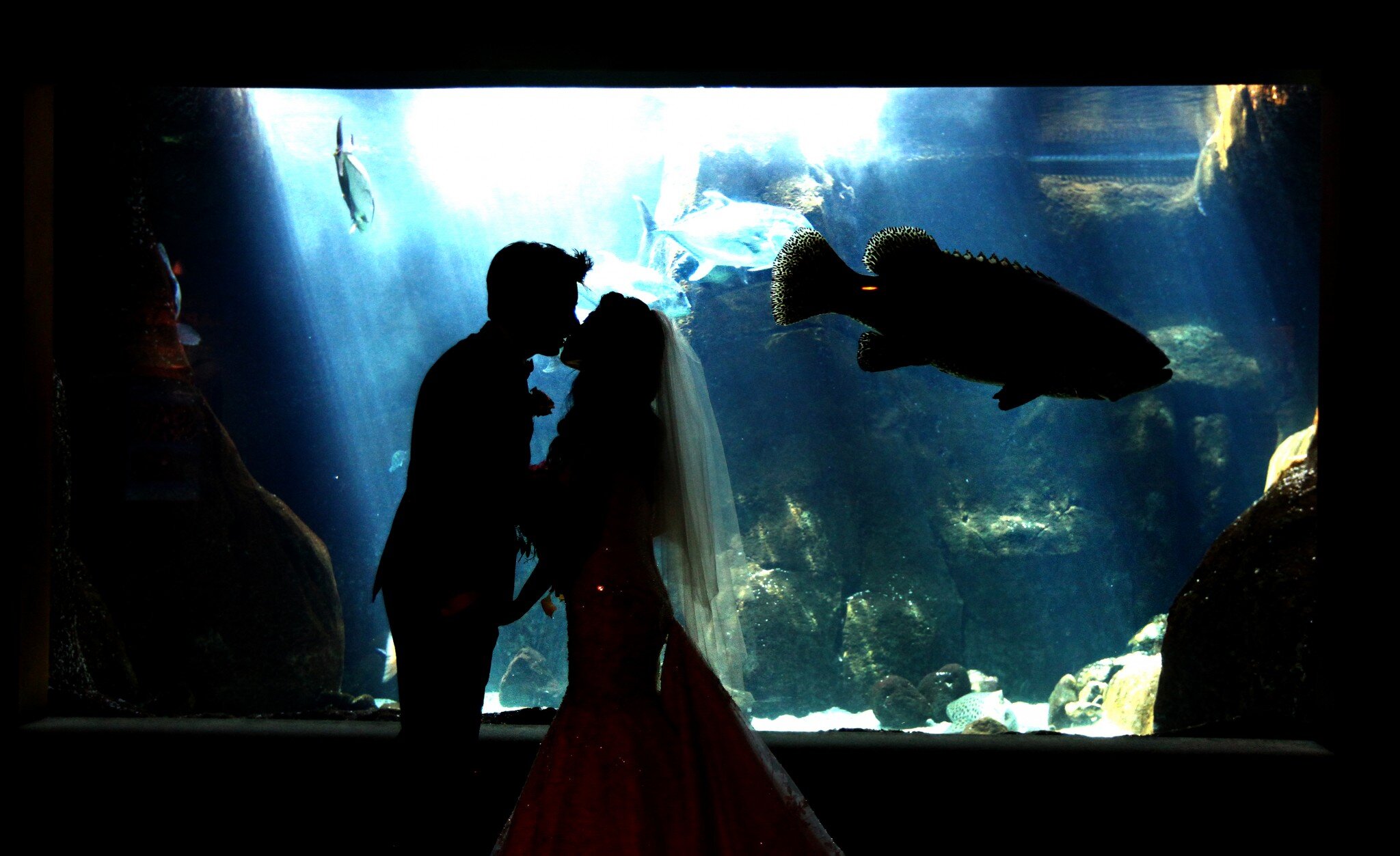 honolulu-aquarium-wedding