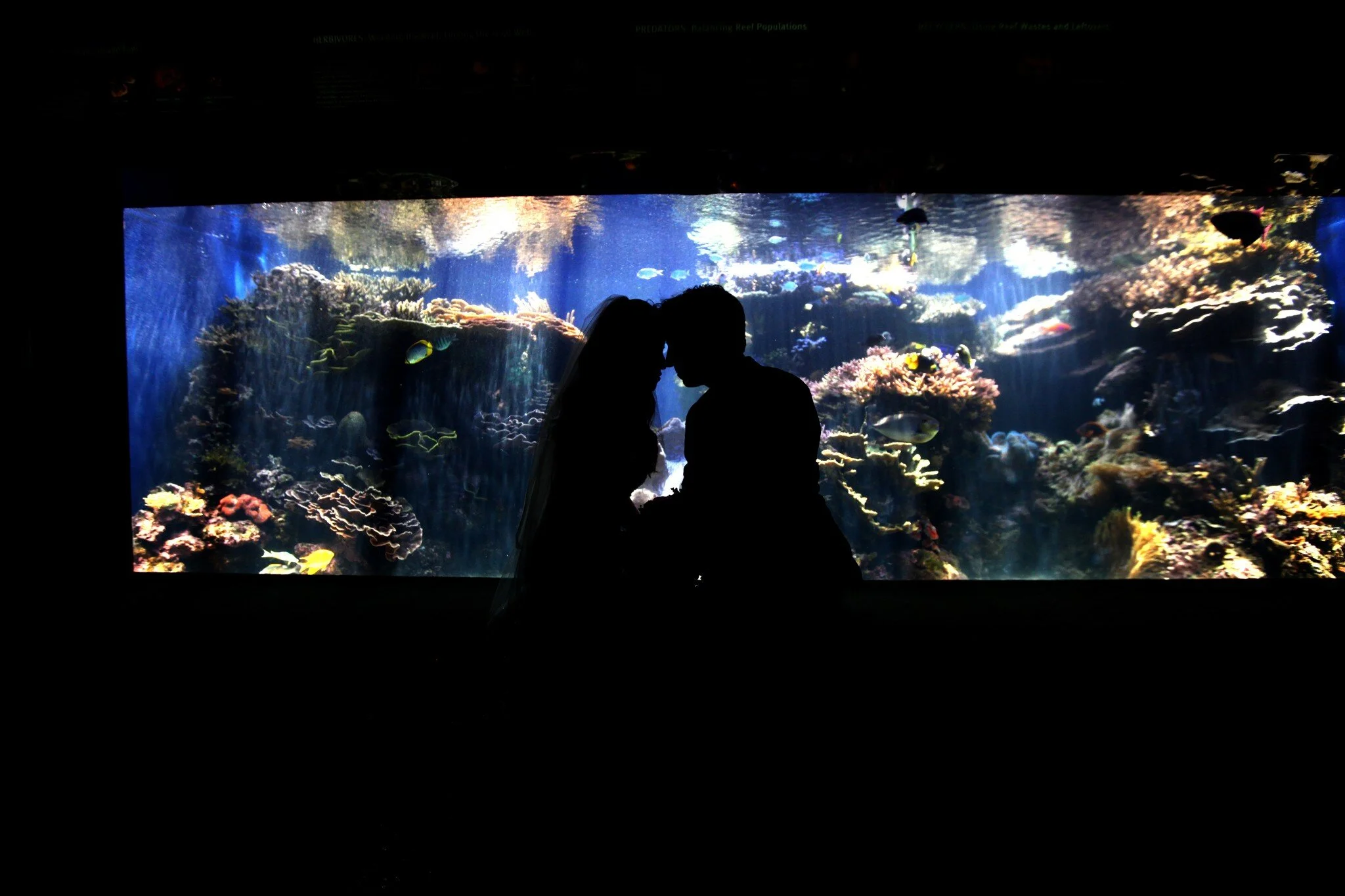 honolulu-aquarium-wedding