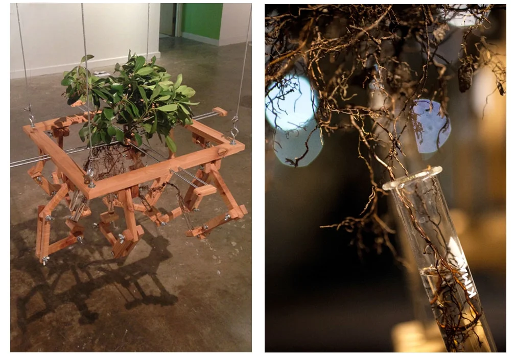 Plant Extension 2013