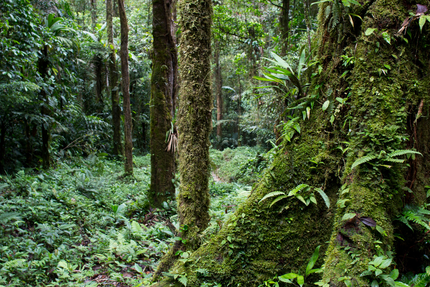 The Cordillera de Talamanca mountain range is considered one of the ten most irreplaceable ecosystems on earth because of the large density of flora and fauna that could not survive anywhere else. It remains largely unexplored. 