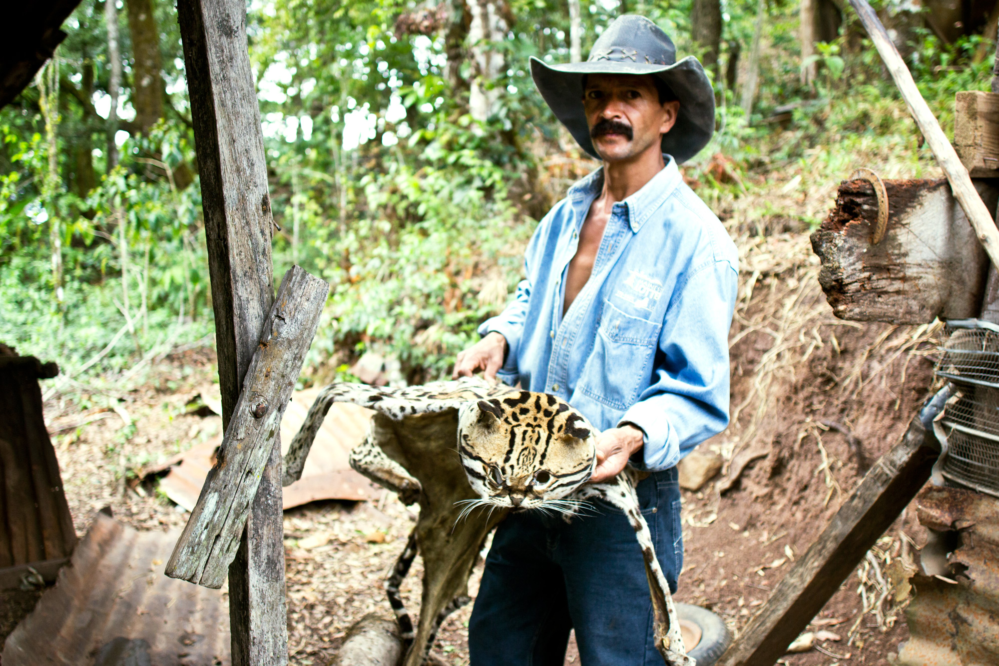 Axi tells us that the cats used to be everywhere, but now he sees them far less. He found this one dead in the forest, and wanted to save the beautiful creature. 