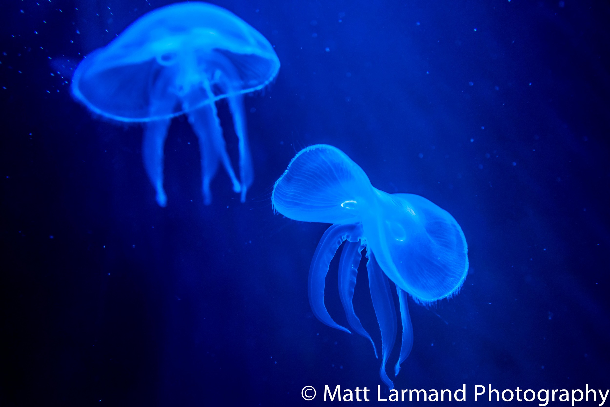 jellyfish