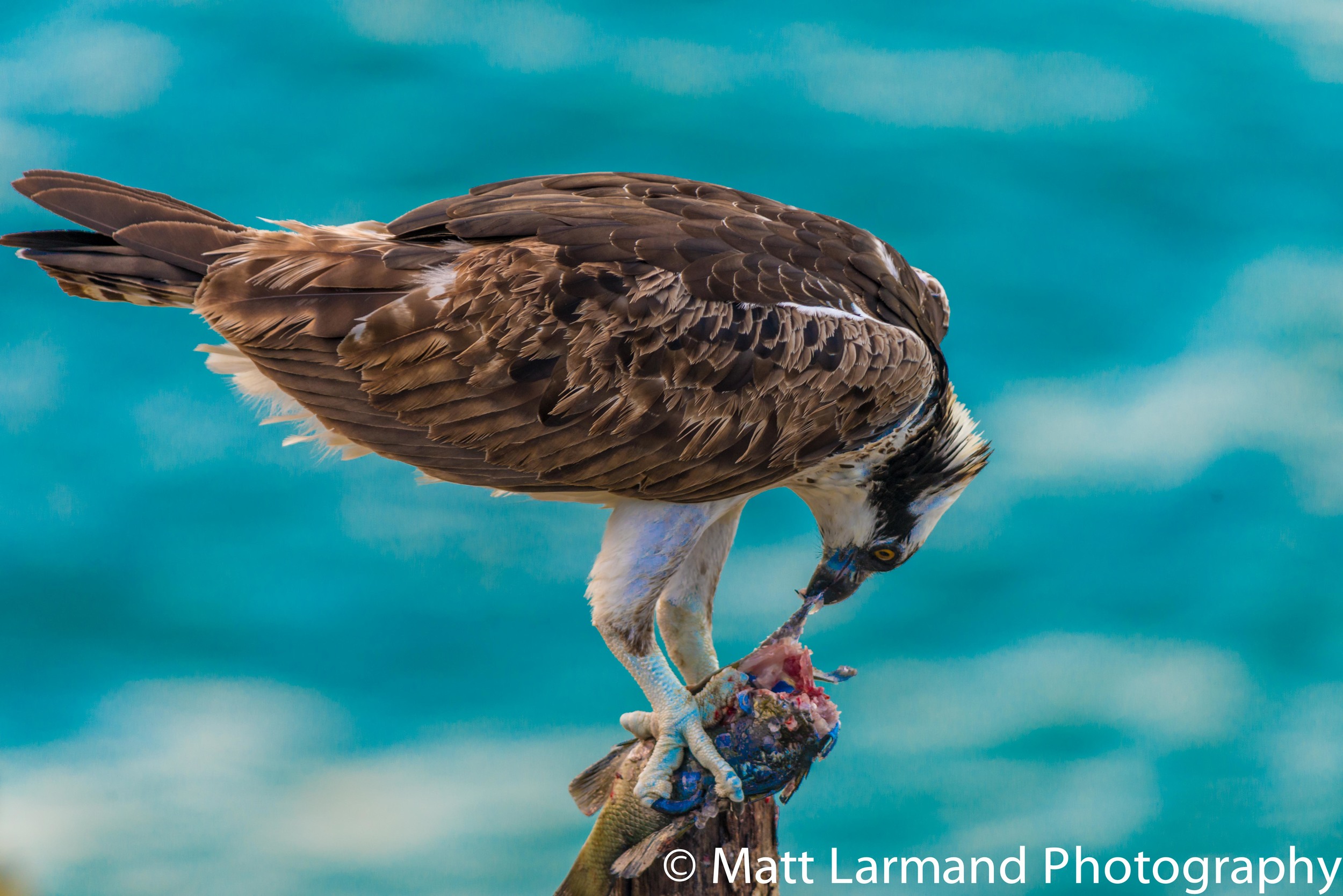 osprey breakfast 