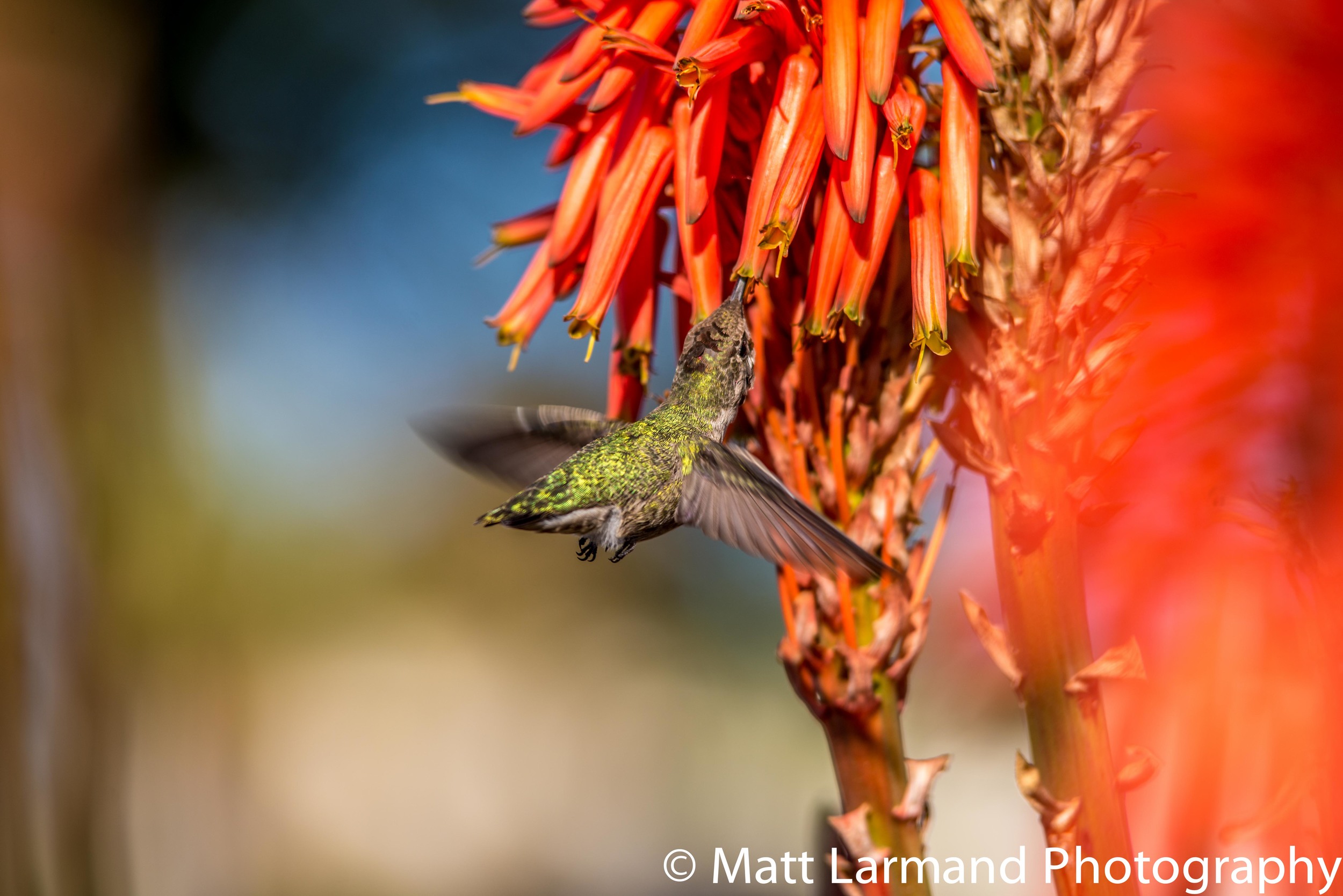 feeding hummer