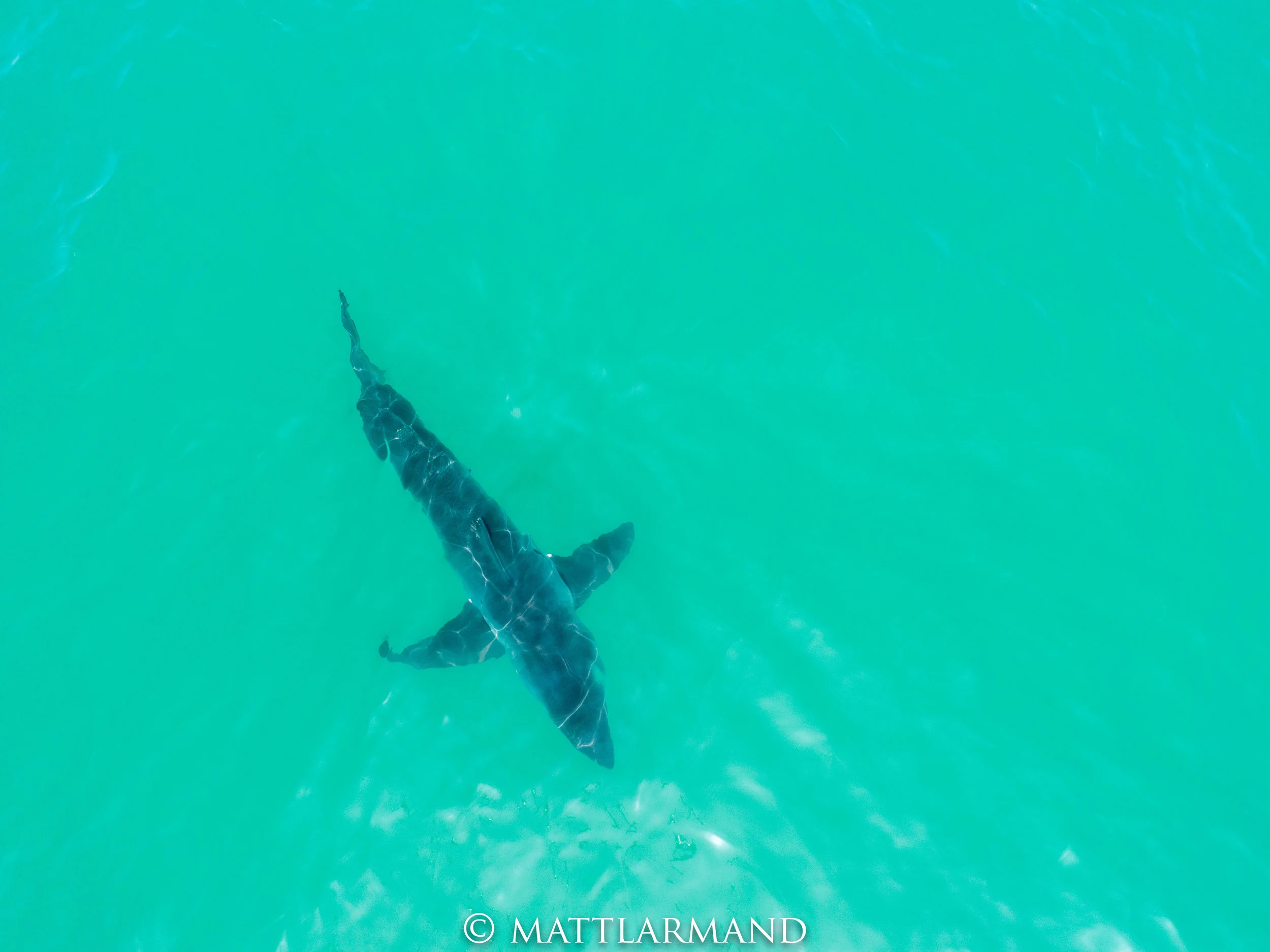 Shark 2