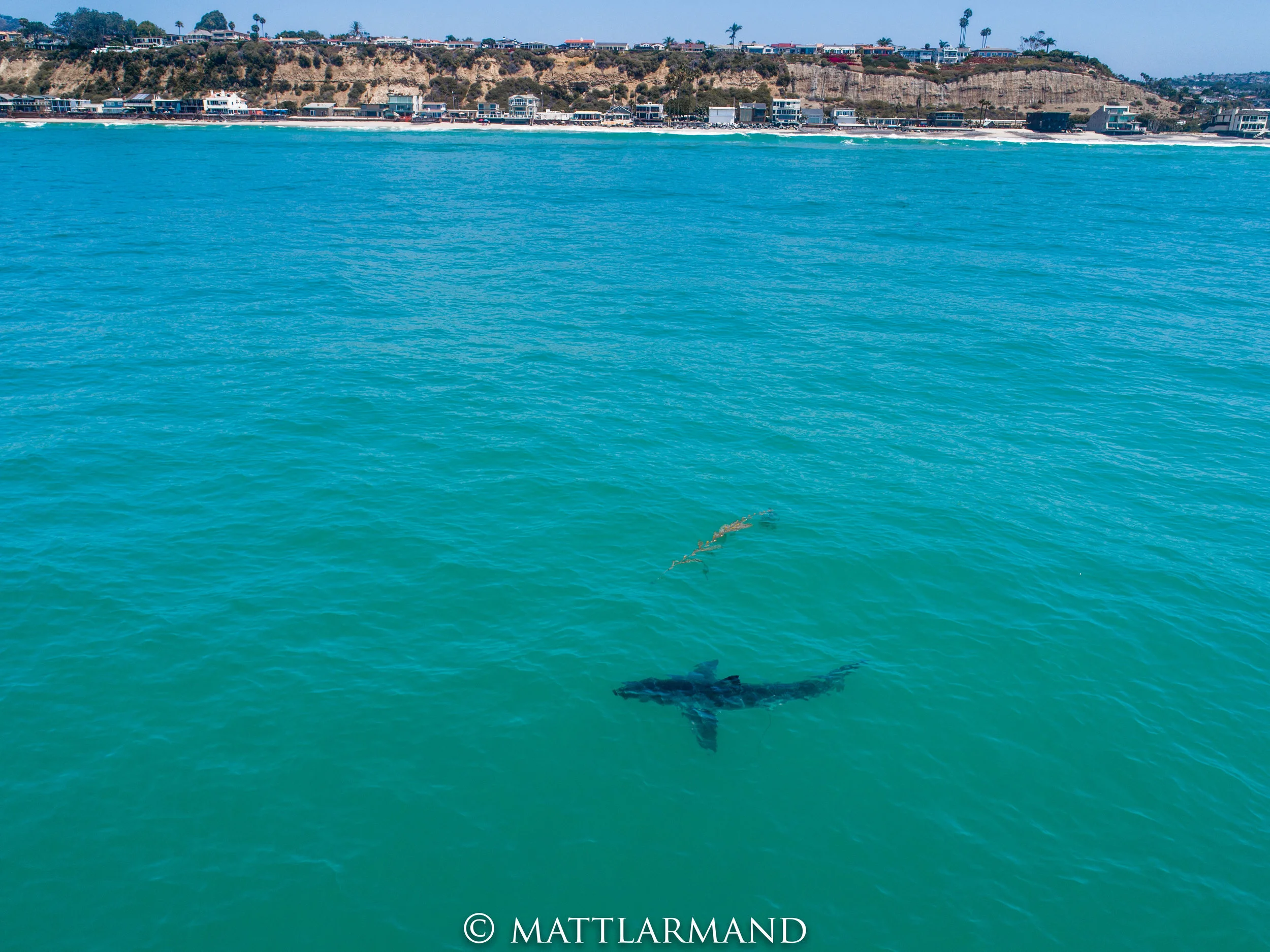 Shark 1