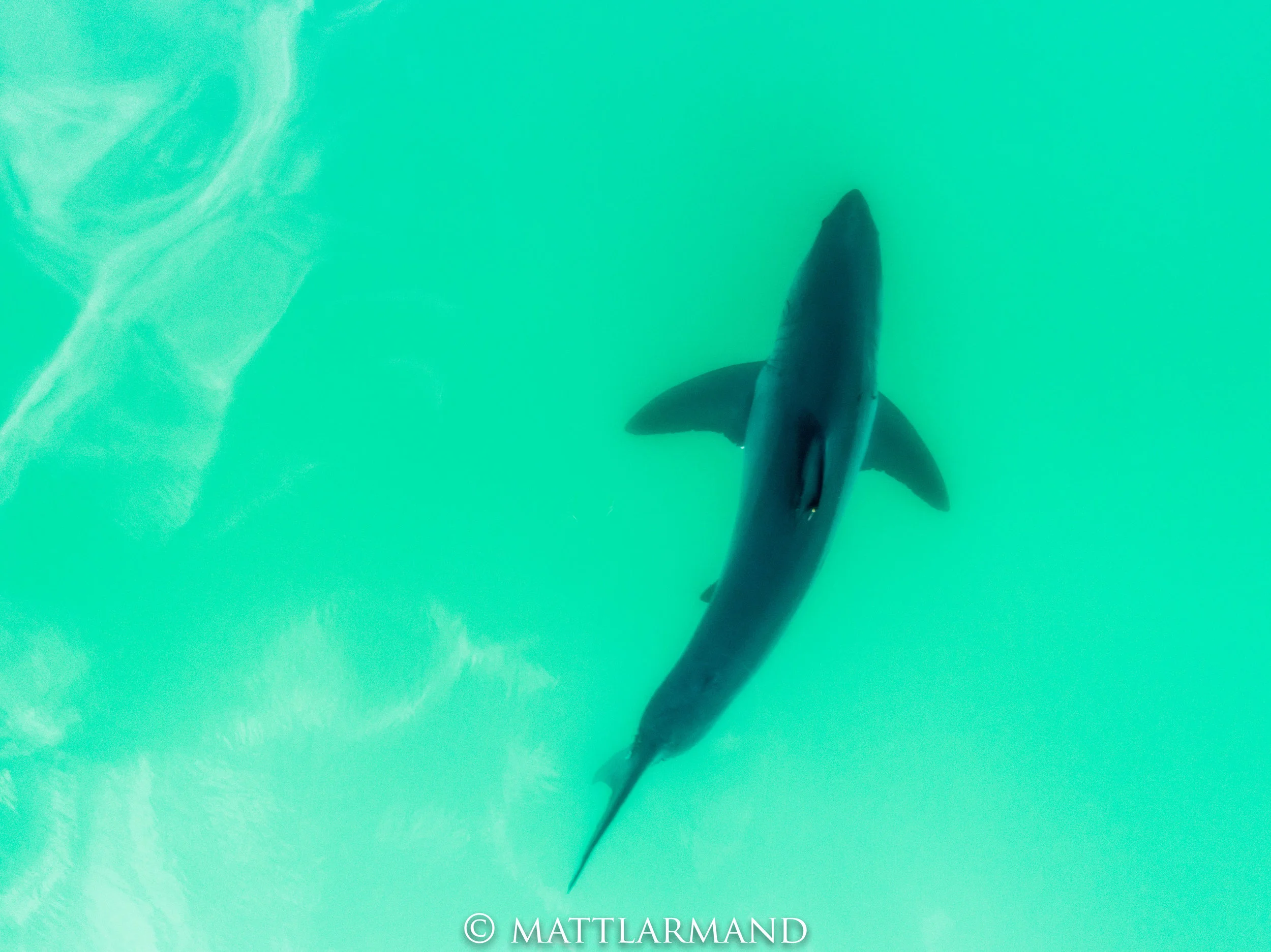 Shark 4