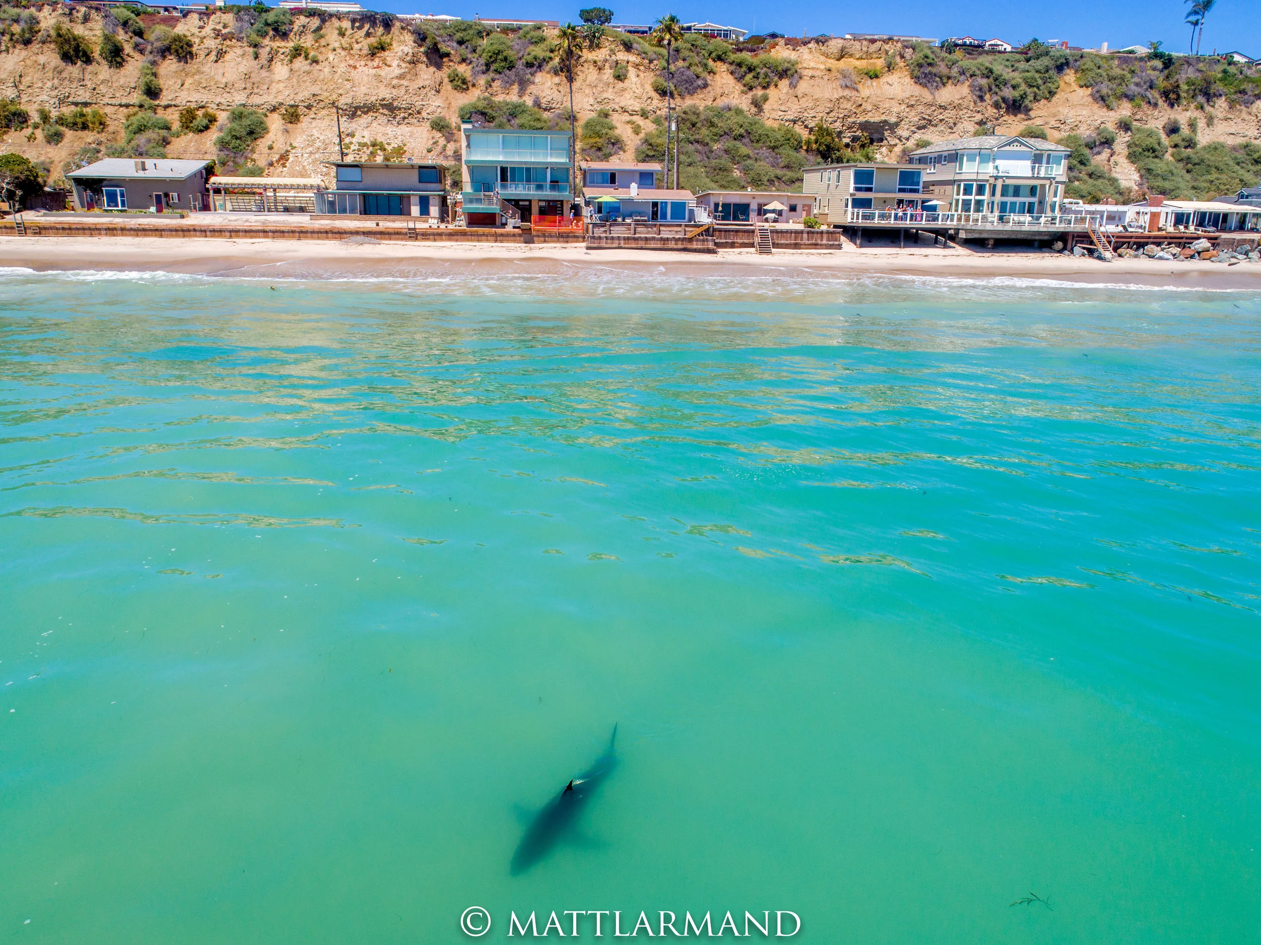 Shark 3