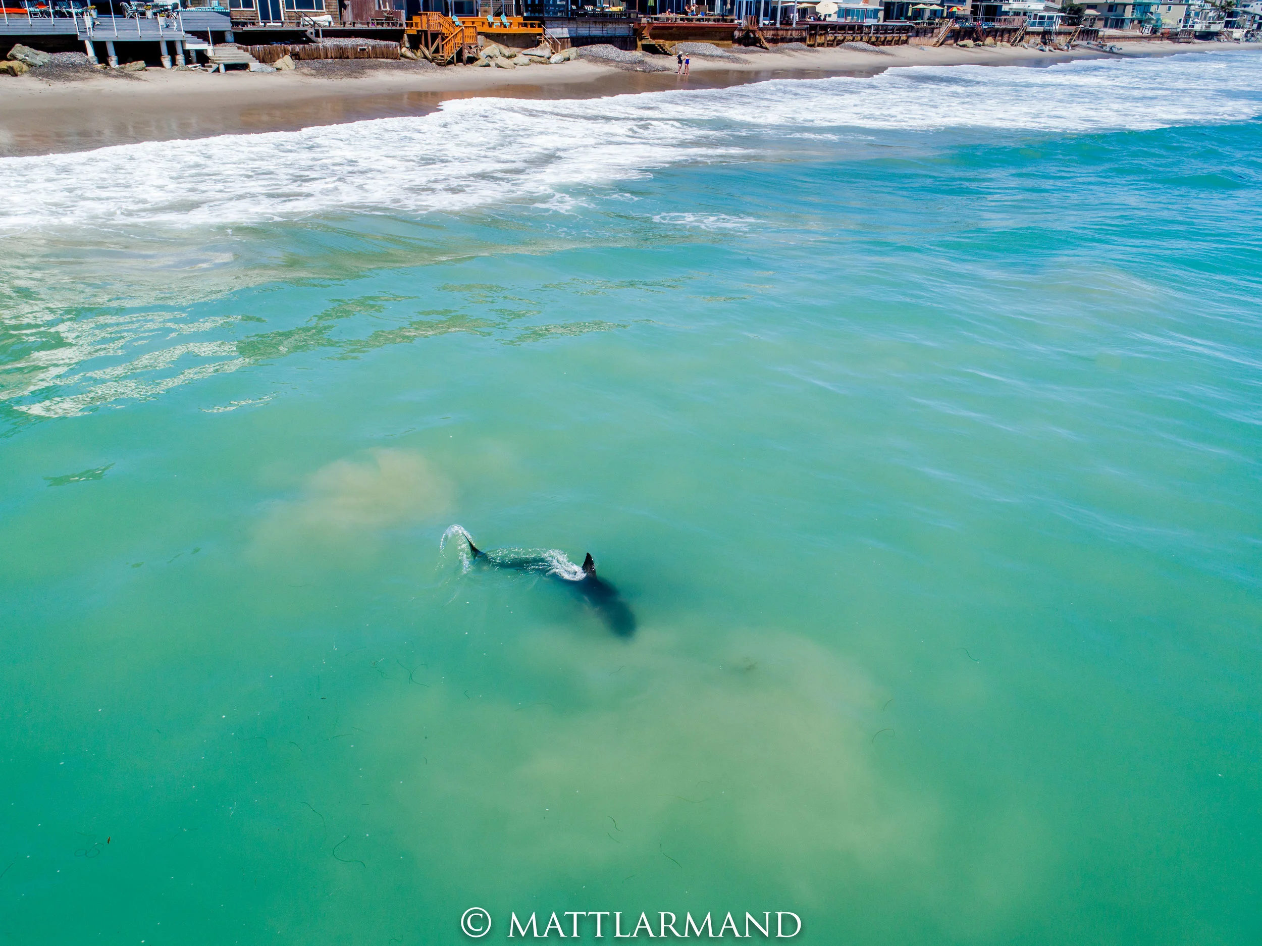 Shark 5