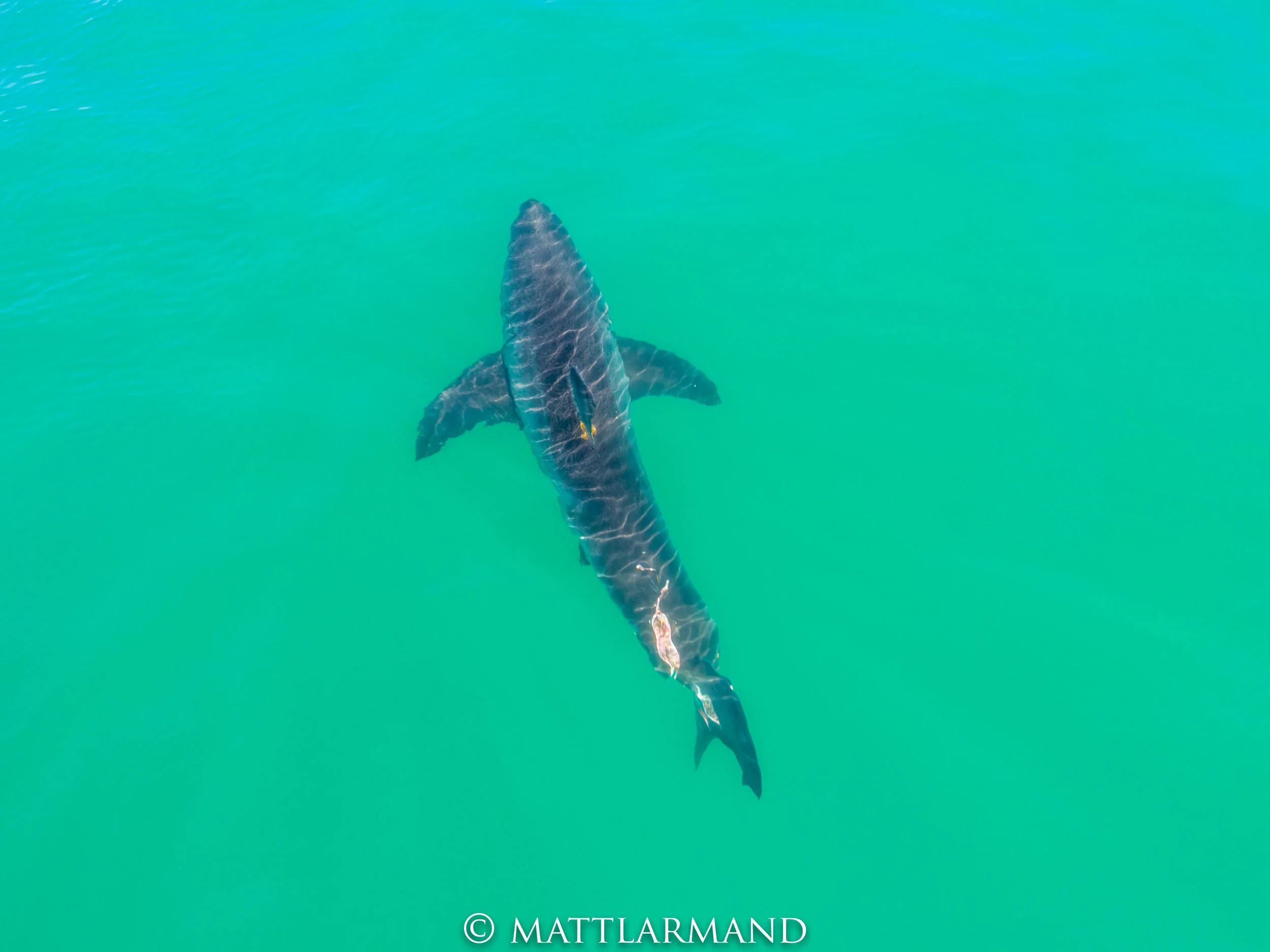 Shark 7