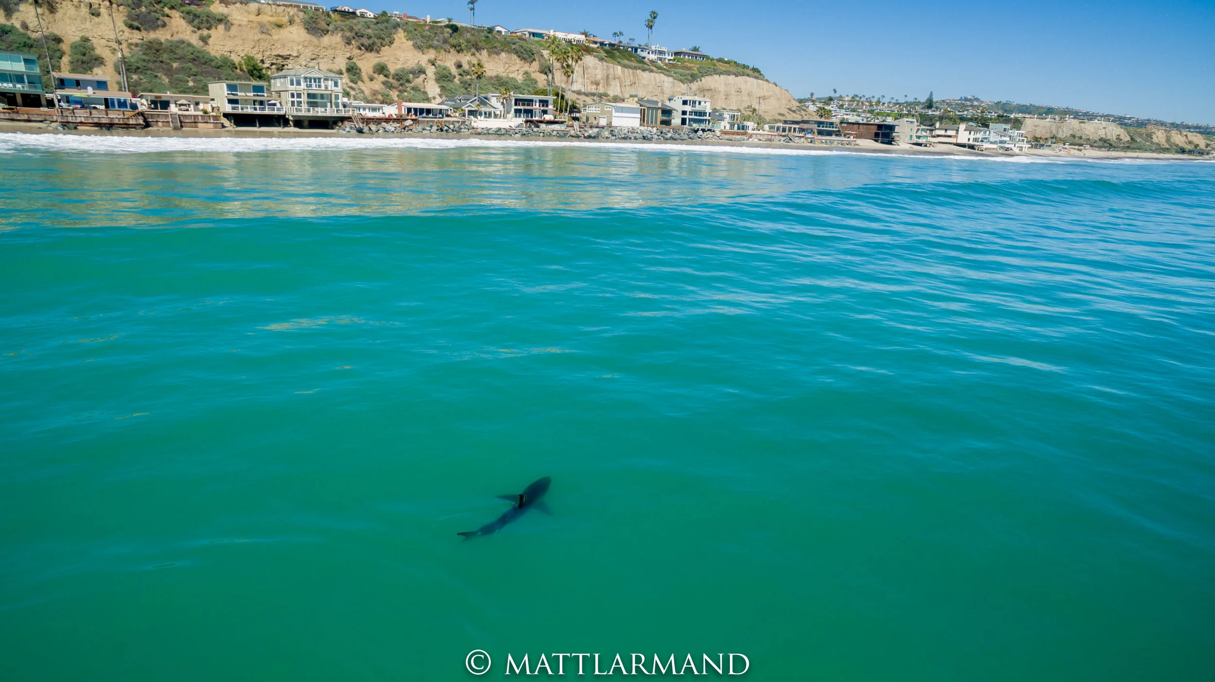 Shark 9