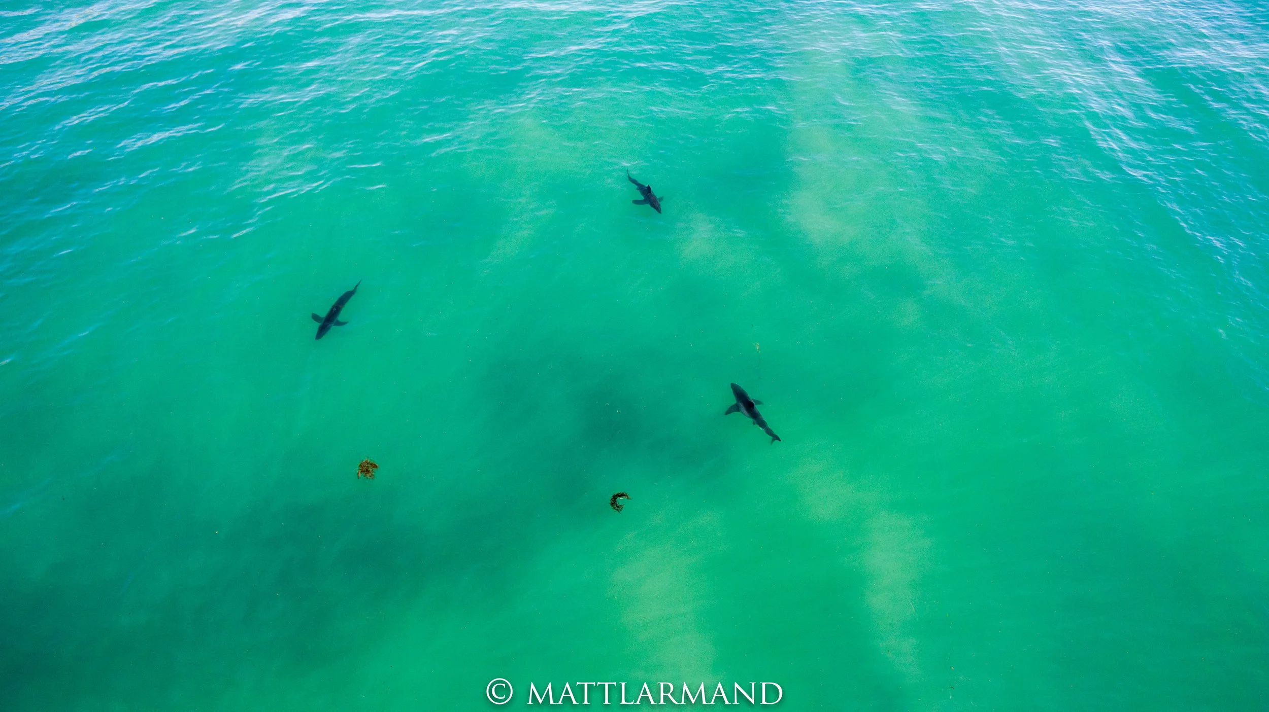 Shark 8