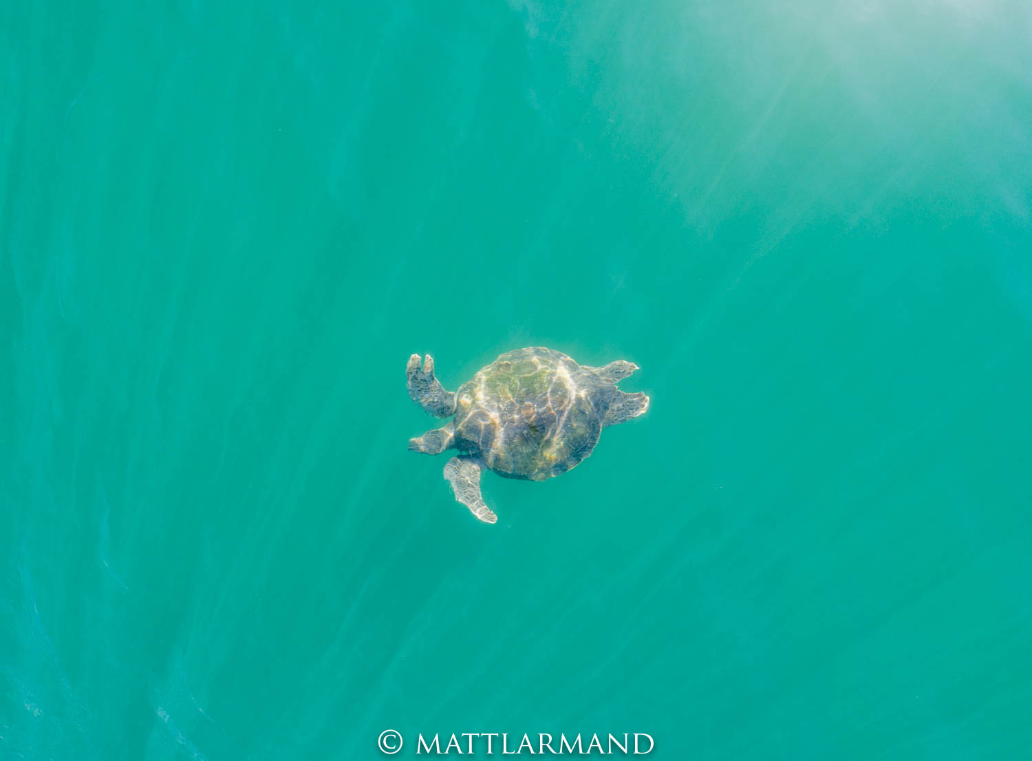 turtle