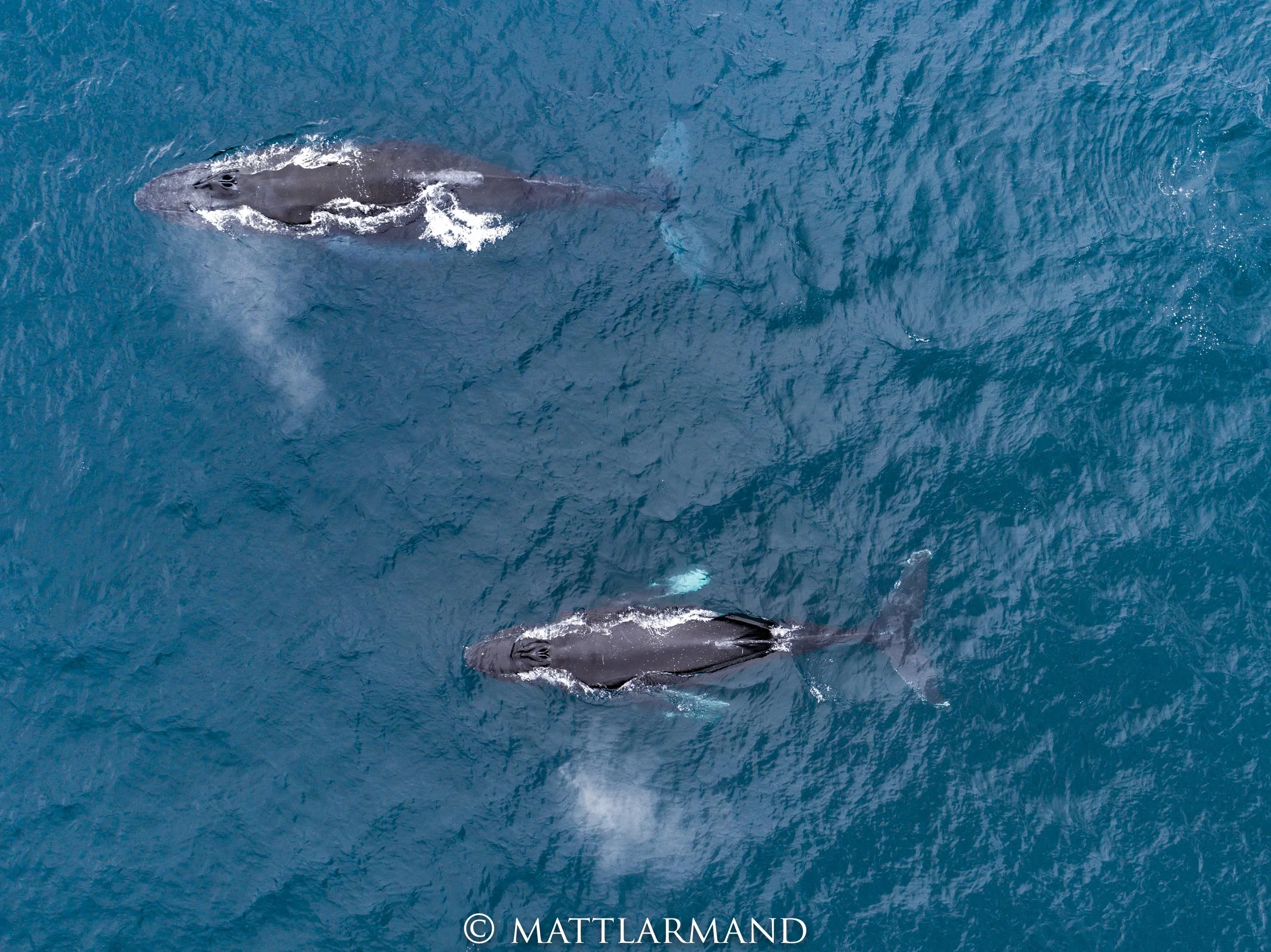 double humpbacks