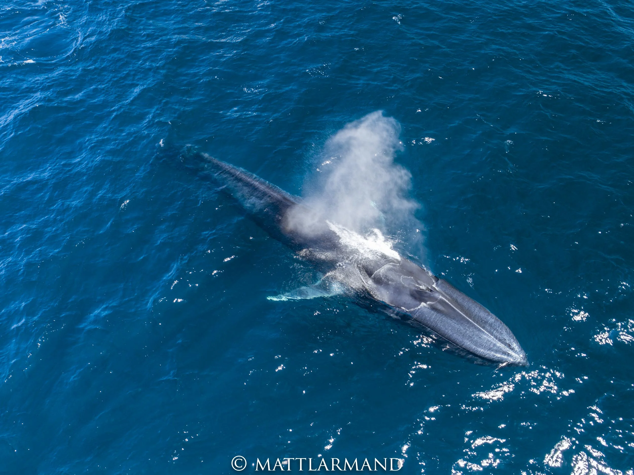 the submarine